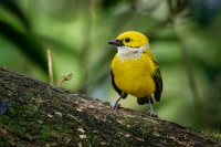 Tangara stribrohrdla - Tangara icterocephala - Silver-throated Tanager o1298